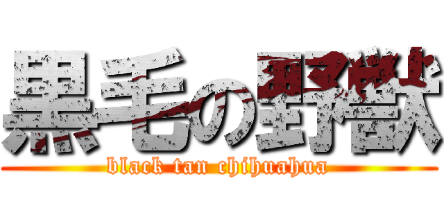 黒毛の野獣 (black tan chihuahua)