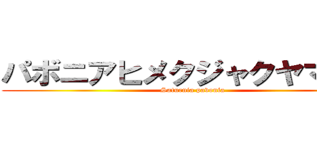 パボニアヒメクジャクヤママユ (Saturnia pavonia)