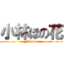 小林ほの花 (Flower)