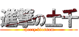 進撃の土千 (cherry blossom)