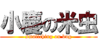 小慶の米虫 (smallching on bug)