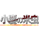 小慶の米虫 (smallching on bug)