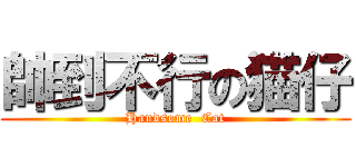 帥到不行の猫仔 (Handsome  Cat)