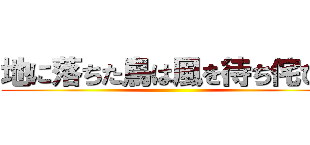 地に落ちた鳥は風を待ち侘びる ()