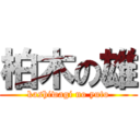 柏木の雄 (kashiwagi no yuto)