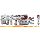 奇行種だ！ (お前らは奇行種w)