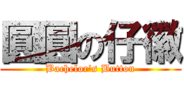 圓圓の仔徽 (Bachelor\'s Button)