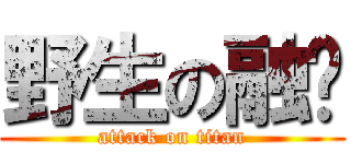 野生の融錒 (attack on titan)