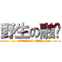 野生の融錒 (attack on titan)