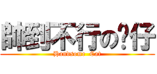 帥到不行の貓仔 (Handsome  Cat)