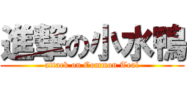 進撃の小水鴨 (attack on Common Teal)