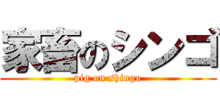 家畜のシンゴ (pig on shingo)