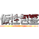 仮性包茎 (overhang)