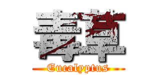 毒草 (Eucalyptus)