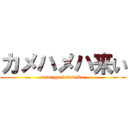 カメハメハ来い (kane ga toketeiku)