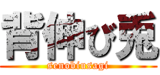 背伸び兎 (senobiusagi)