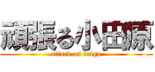 頑張る小田原 (attack on Ｔaiga)