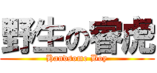野生の睿虎 (Handsome Boy)
