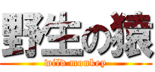 野生の猿 (wild monkey)