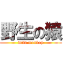 野生の猿 (wild monkey)