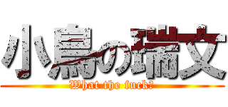 小鳥の瑞文 (What the fuck?)