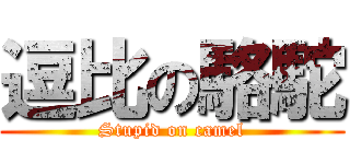逗比の駱駝 (Stupid on camel)