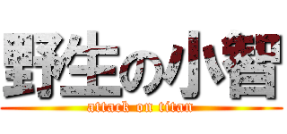 野生の小智 (attack on titan)
