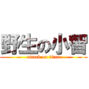 野生の小智 (attack on titan)