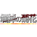 爛掉の菊花 (attack on titan)