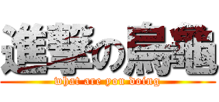 進撃の烏龜 (what are you doing)