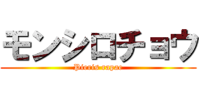 モンシロチョウ (Pieris rapae)