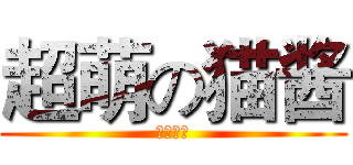 超萌の猫酱 (かわいい)