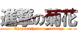 進撃の菊花 (Chrysanthemum, coming)