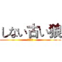 しない古い狼 (不老的狼)