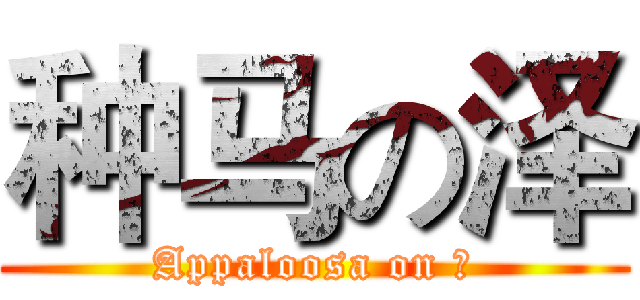 种马の泽 (Appaloosa on 泽)