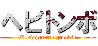 ヘビトンボ (Protohermes grandis)