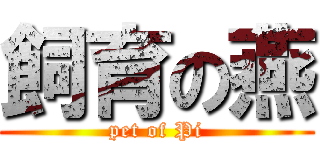 飼育の燕 (pet of Pi)