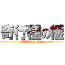 奇行種の榧 ( CAS on time)