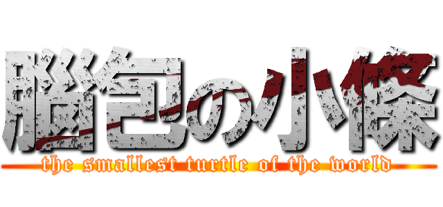 腦包の小條 (the smallest turtle of the world)