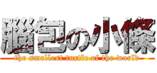 腦包の小條 (the smallest turtle of the world)