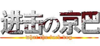 进击の京巴 (what the fuck dog)