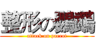 整形の鸚鵡 (attack on parrot)