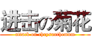 进击の菊花 (attack on chrysanthemum)
