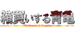 箱買いする青亀 (Otoku na hakogai)