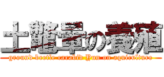 土鼈暈の養殖 (ground beetle carabid Yun on aquiculture)