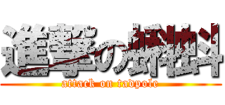 進撃の蝌蚪 (attack on tadpole)