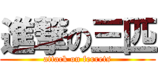 進撃の三匹 (attack on ferrets)