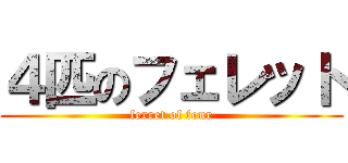 ４匹のフェレット (ferret of four)