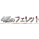 ４匹のフェレット (ferret of four)