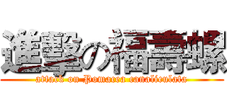 進擊の福壽螺 (attack on Pomacea canaliculata)